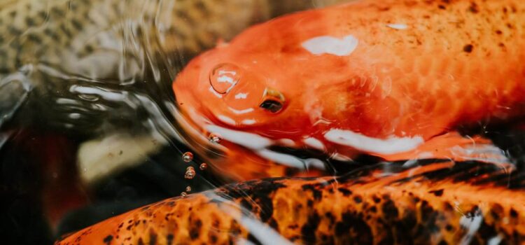 Importazione carpe koi: come garantire qualità e sicurezza nell’acquisto importazione carpe koi